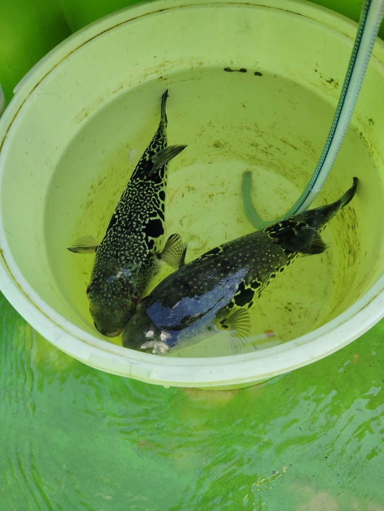 マルキュー 冷凍エサ マルキュー 釣りエサ ホヤ 刺し餌 ツケエサ マルキュー 冷凍エサ マルキュー 釣りエサ ホヤ 刺し餌 ツケエサ