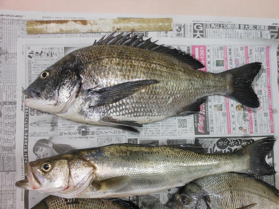 502] スーパー本虫（マムシ・岩虫） 釣り餌 驚異的な生命力！ <完全養殖> ☆ポイント全額払い不可  :JIN00006:フィッシングショップTポート - 通販 - Yahoo!ショッピング