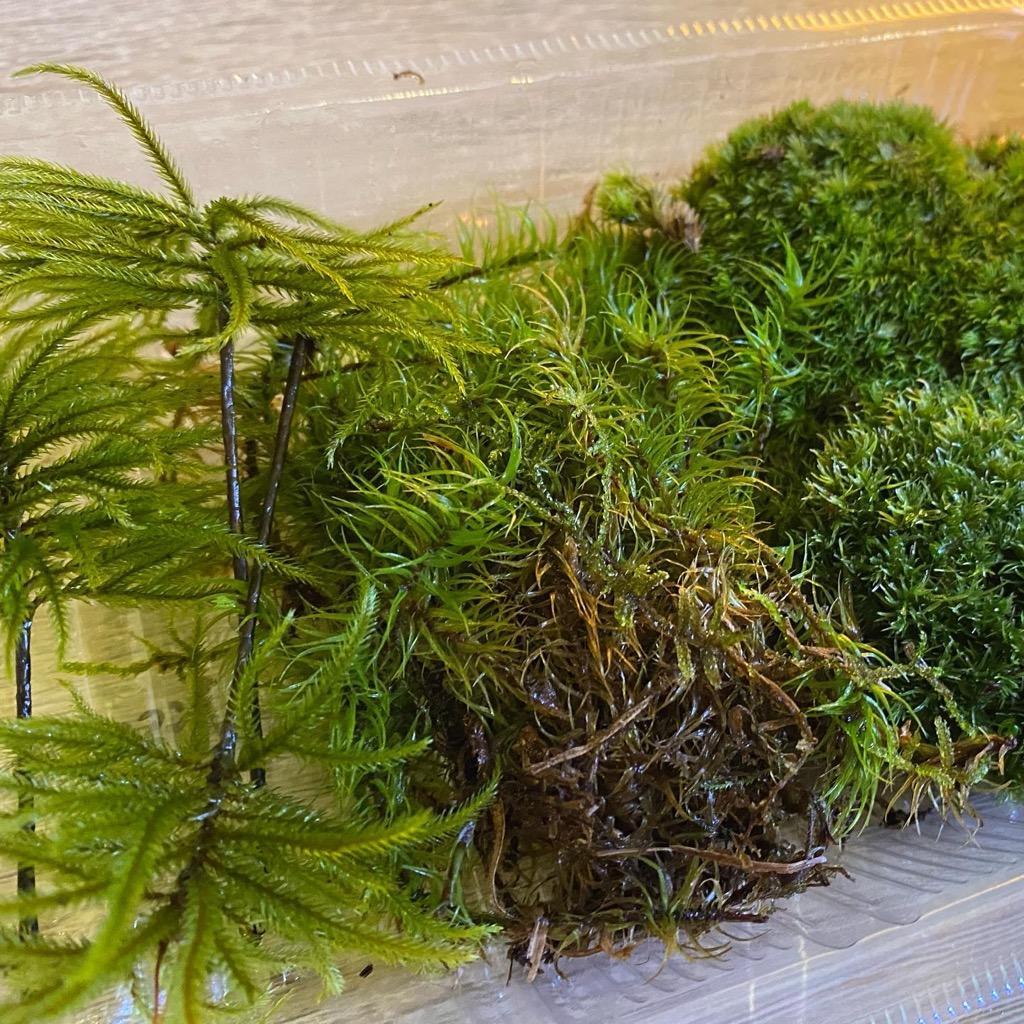 お好みの苔組合わせパック ホソバオキナゴケ シッポゴケ ヒノキゴケ アラハオキナゴケ シノブゴケ テラリウム コケリウム 苔テラリウム 苔盆栽  :koke2020102801:テラリウム専門店takara - 通販 - Yahoo!ショッピング