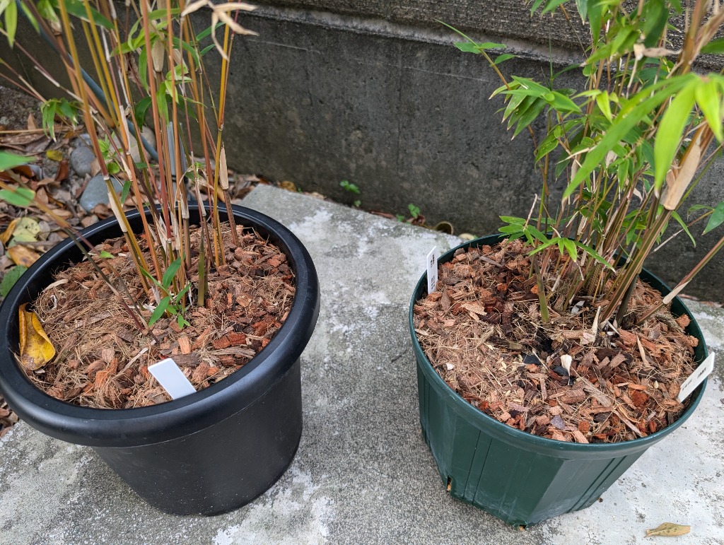 ベニホウオウチク(紅鳳凰竹)の鉢植え : 竹の緑 - 通販 - Yahoo