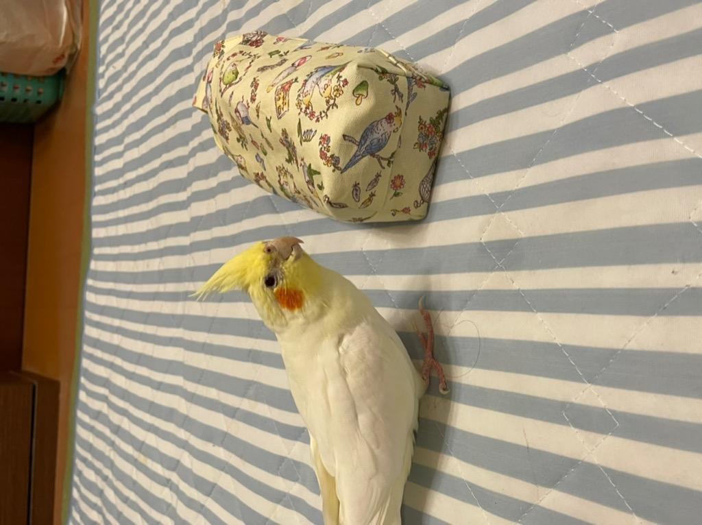 〇オックスプリント〇『ラブリーインコ』コットン100％オックスプリント生地/布/HSK556/インコ/インコ柄/鳥/花柄/オカメインコ/セキセイインコ/オックス/  : 556-40 : 生地布地の店タケヒロヤ ヤフー店 - 通販 - Yahoo!ショッピング