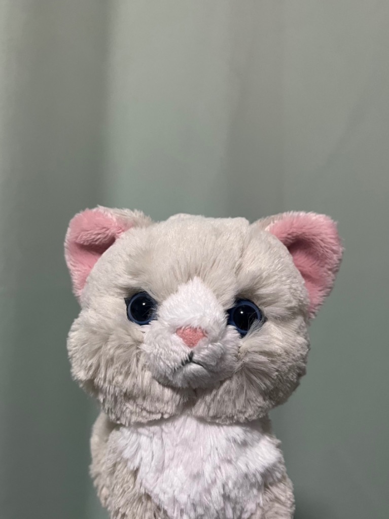 サンレモン kitten キトン ぬいぐるみ 猫 ねこ : 匠ーTAKUMIー