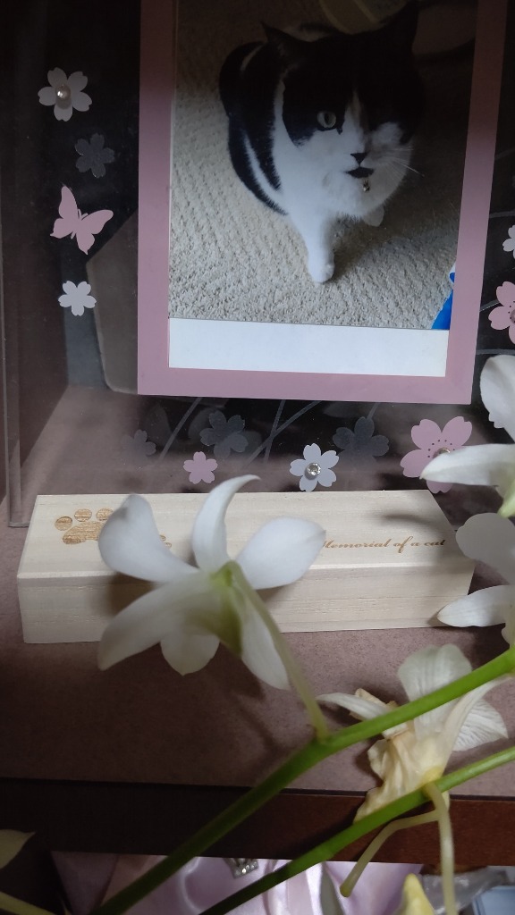 猫のひげケース レギュラーサイズ 桐製 ヒゲ 髭 ネコ ねこのお宝