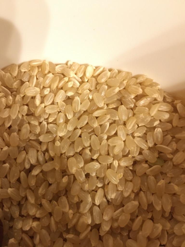 新米こしひかり玄米約1キロ ヤギ農法 牛さん農法  堆肥栽培米