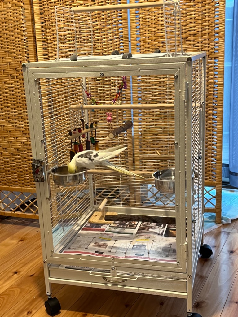 クリアアクリル鳥かご 複数飼い大型インコ ケージ セキセイインコゴザクラインコオカメインコ鳥籠 Ｗ46×Ｄ46×Ｈ77cm(外寸) :  p210211335b2c : tamagawastore - 通販 - Yahoo!ショッピング