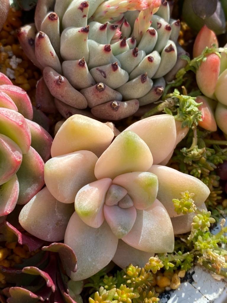 農園直売 多肉植物 寄せ植え グラプトべリア属 ティテュバンス錦 農園直売 多肉植物 寄せ植え グラプトべリア属 ティテュバンス錦