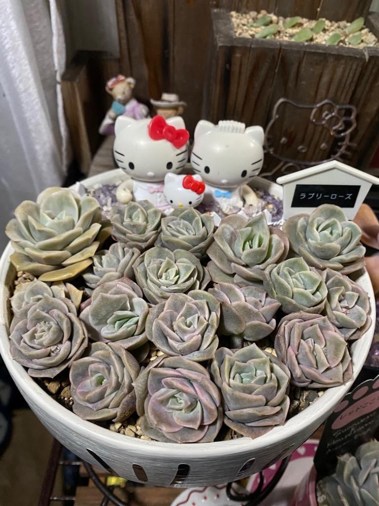多肉植物　エケベリア　ラブリーローズ5苗セット 多肉植物 エケベリア ラブリーローズ5苗セット