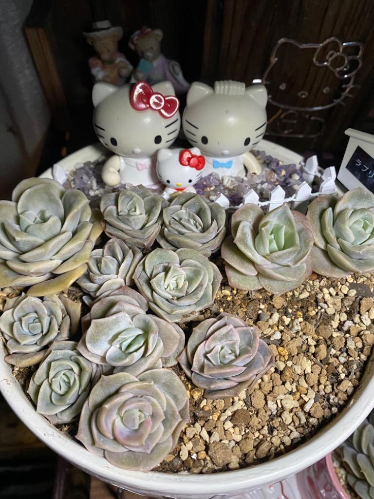 農園直売 多肉植物 寄せ植え エケベリア属 ラブリーローズ （小