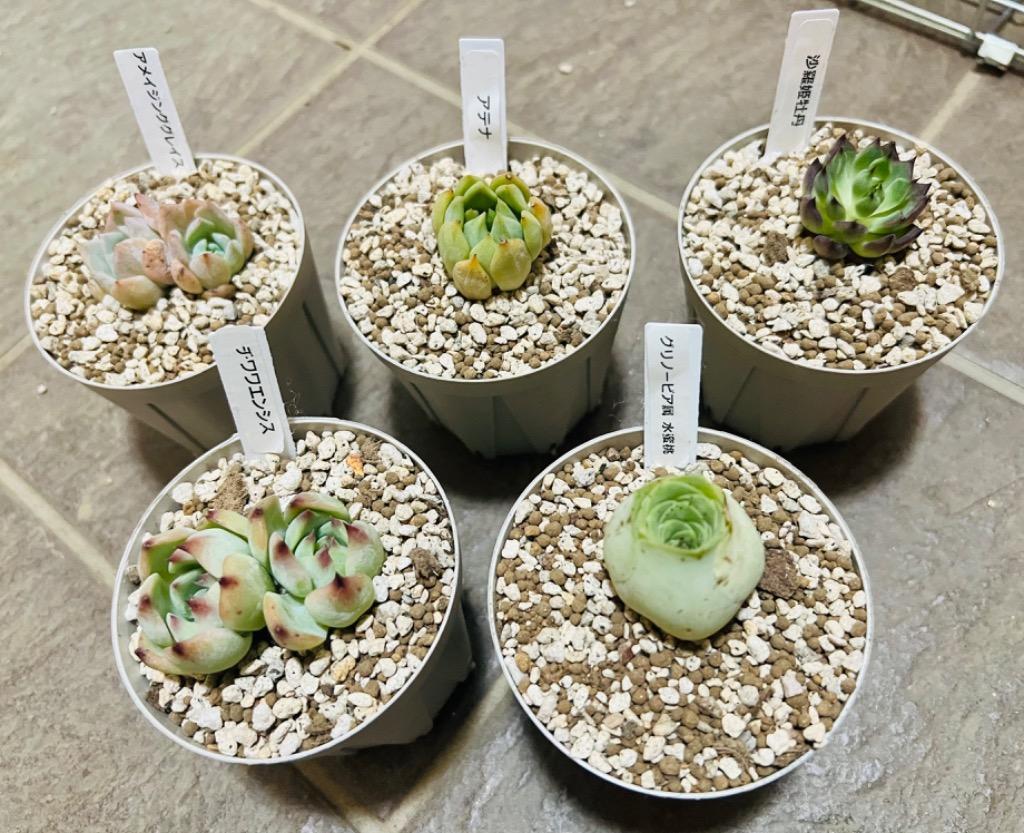 インテリア小物 植物/観葉植物 農園直売 多肉植物 寄せ植え おまかせセット 5株 抜き苗 送料無料 観葉 