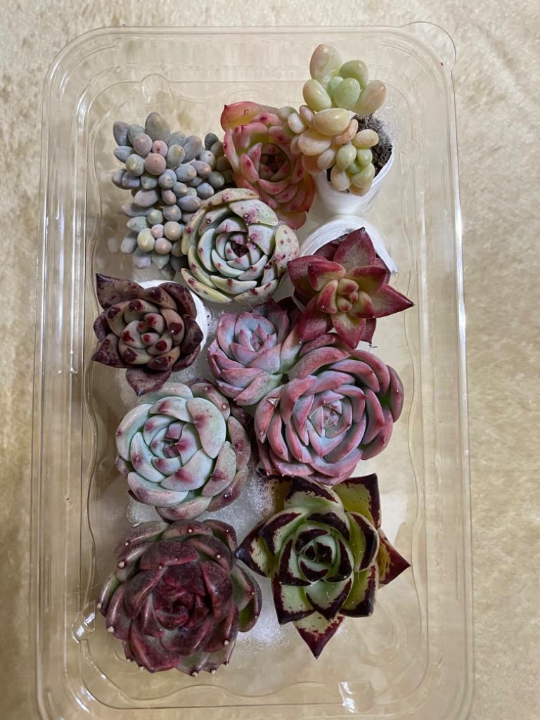 2019 多肉植物 寄せ植え 期間限定増量 農園直売 多肉植物 寄せ植え 季節のおまかせセット