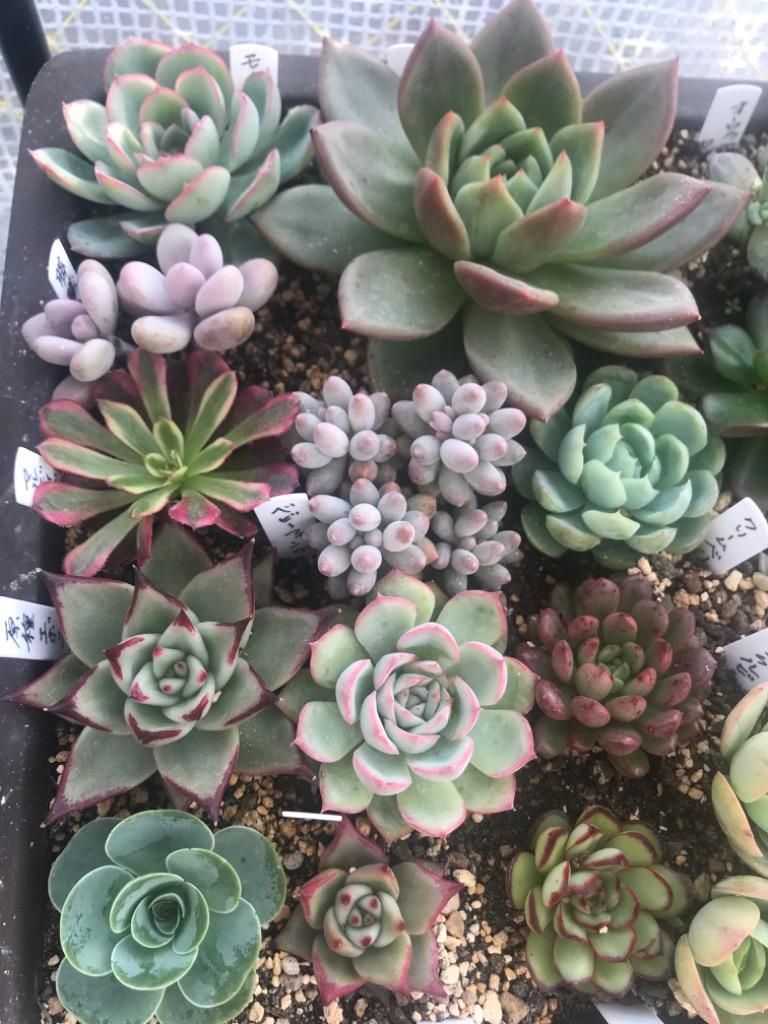期間限定増量 農園直売 多肉植物 寄せ植え 季節のおまかせセット