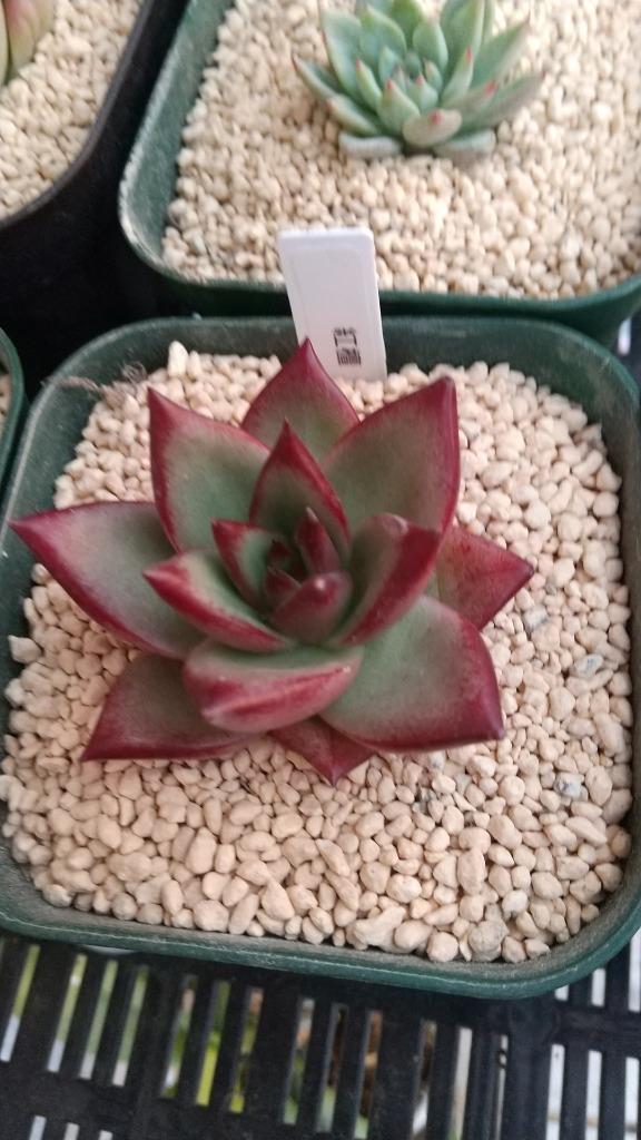 ☆*)様 黑檀 エボニー R734×128苗 土付き エケベリア 多肉植物 詰め 南*陵様 黑檀 エボニー N734×128苗 土付き 多肉植物 詰め合わせ エケ