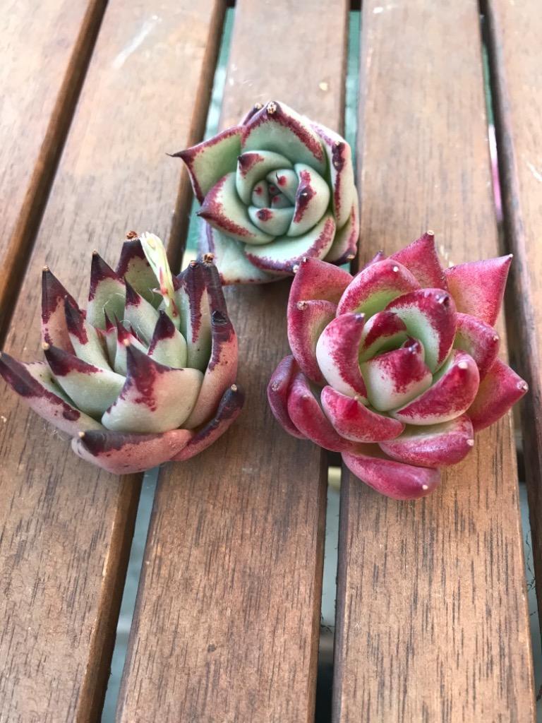 農園直売 多肉植物 寄せ植え エケベリア属 紅檀（新品種）（大）（美苗