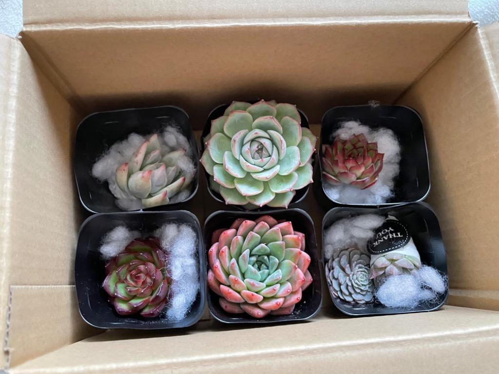 農園直売 多肉植物 寄せ植え エケベリア属 シルエット（単） 抜き苗