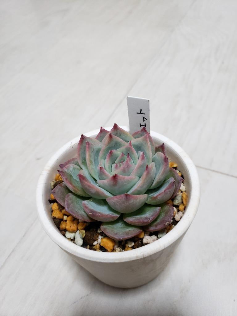 農園直売 多肉植物 寄せ植え エケベリア属 シルエット（単） 抜き苗