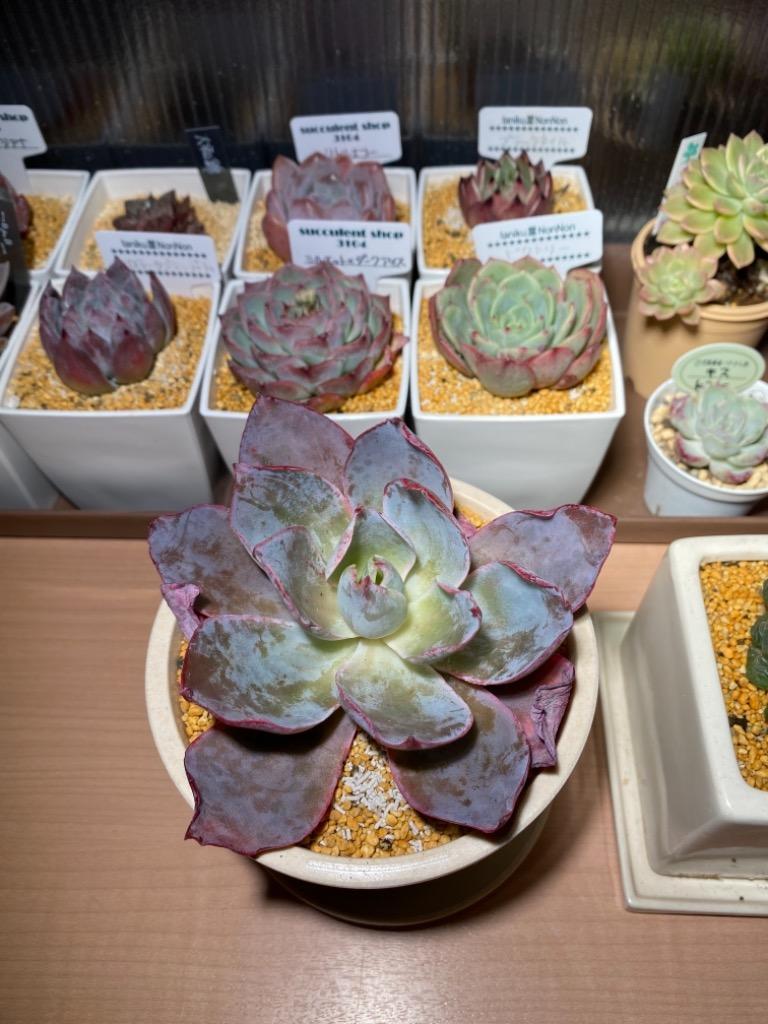 農園直売 多肉植物 寄せ植え エケベリア属 アフターグロー（美苗