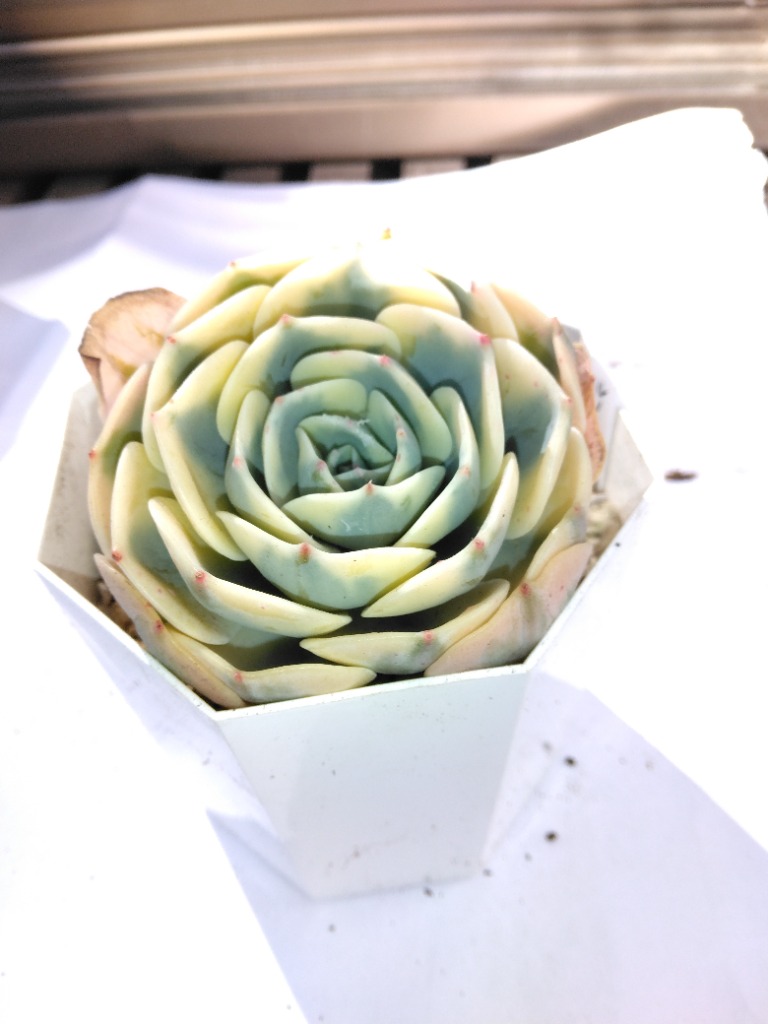農園直売 多肉植物 寄せ植え エケベリア属 ルノーディーン（超