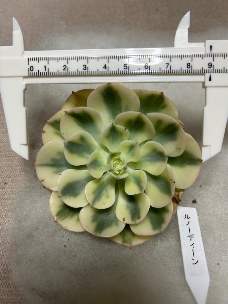 ✨*✨様 C685×35株 ルノーディーン錦 抜き苗 多肉植物 エケベリア サボ ルノーディーン 錦 抜き苗 多肉植物 - メルカリ