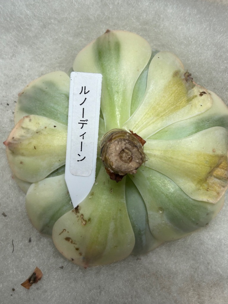 農園直売 多肉植物 寄せ植え エケベリア属 ルノーディーン（超