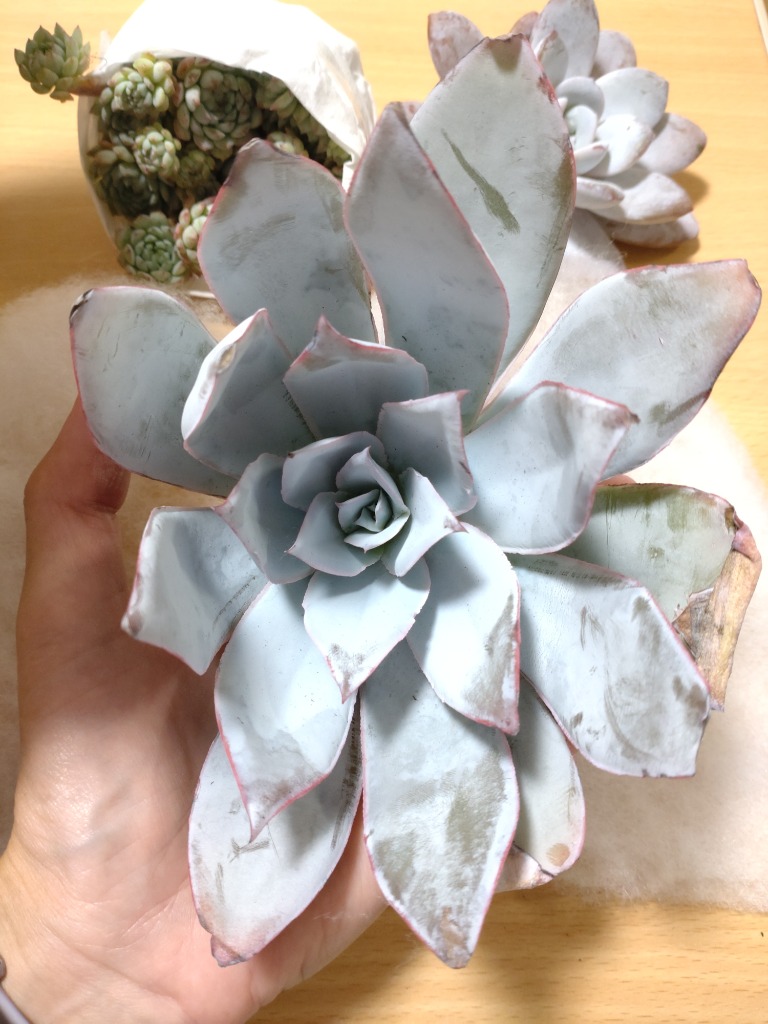 農園直売 多肉植物 寄せ植え エケベリア属 カンテ（特大） 美苗 抜き苗