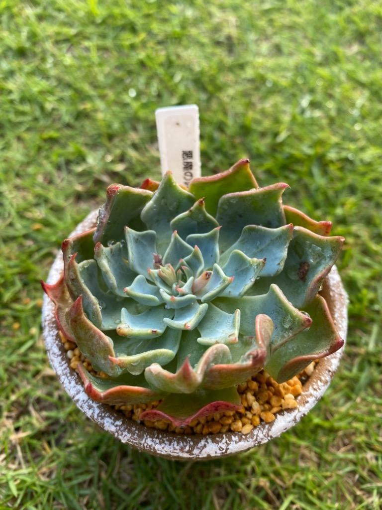 農園直売 多肉植物 寄せ植え エケベリア属 悪魔の翼 抜き苗 観葉植物