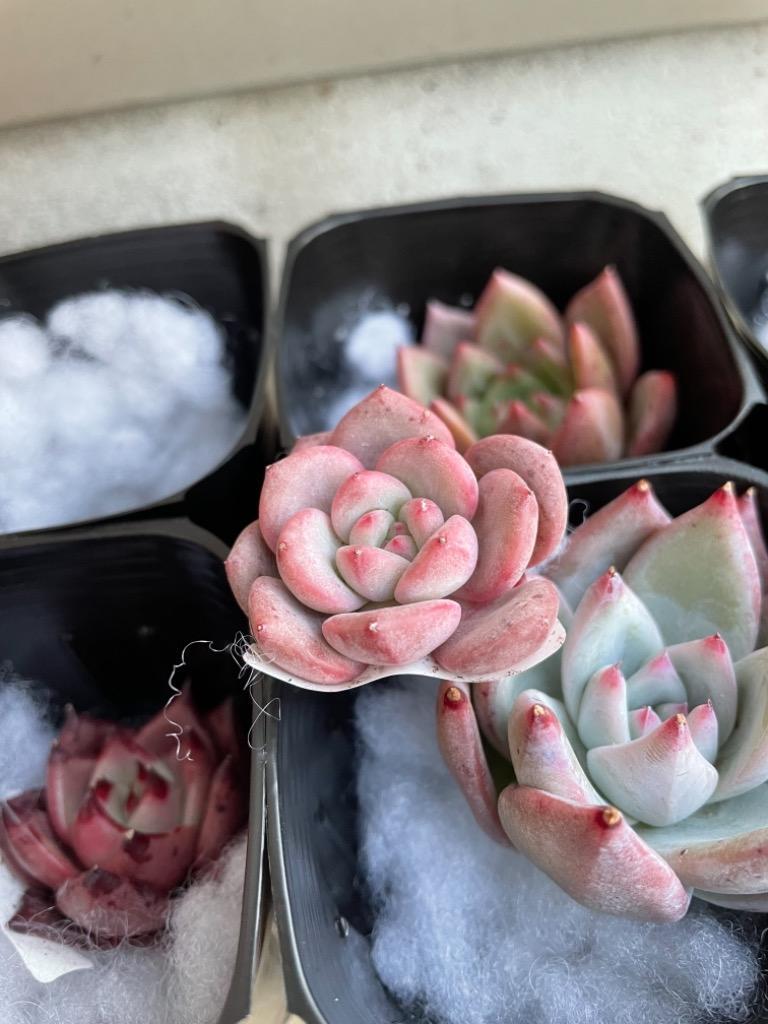 農園直売 多肉植物 寄せ植え エケベリア属 アリエル Echeveria 'Ariel' 抜き苗 観葉植物 インテリア 多肉専門VERVE :  10397 : 多肉専門VERVE - 通販 - Yahoo!ショッピング