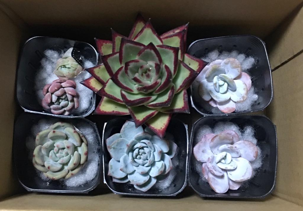 多肉植物 37ブルーバード錦 希少 最上級斑入り 大きめカット 植物/観葉