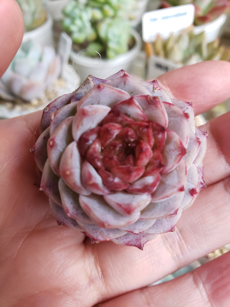 農園直売 多肉植物 寄せ植え エケベリア属 レッドベルベット Echeveria