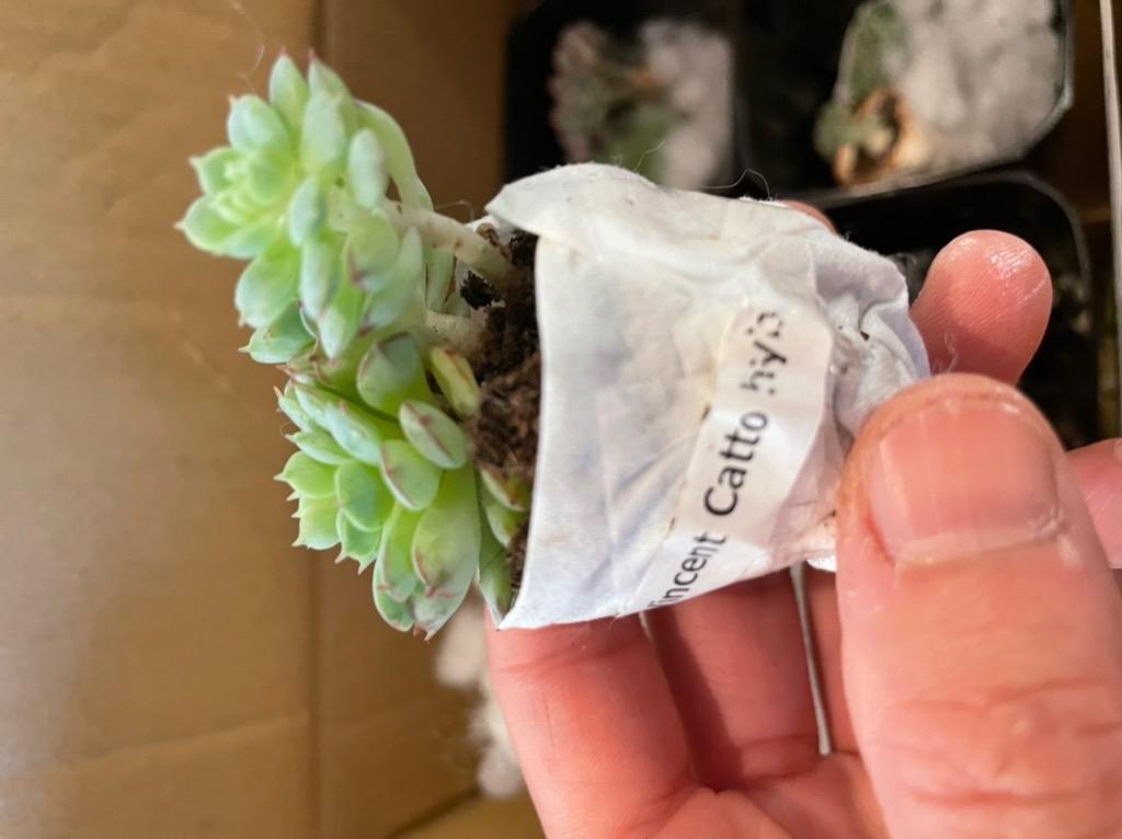 農園直売 多肉植物 寄せ植え エケベリア属 ´Vincent Catto´ hyb