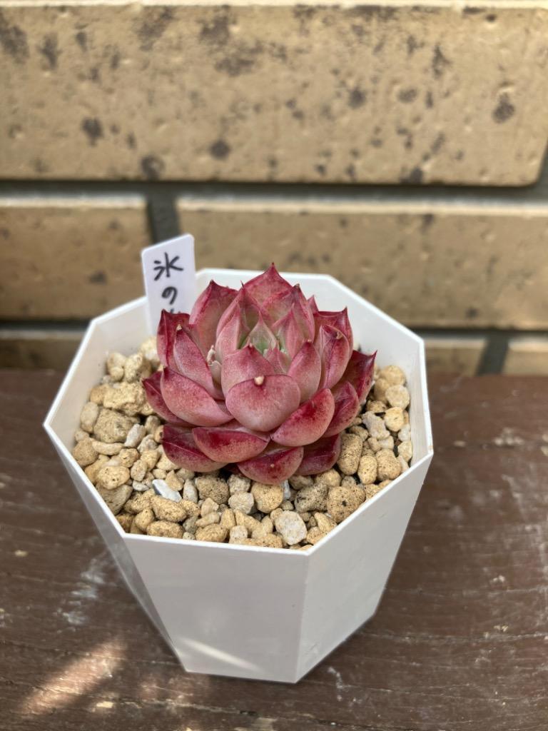 Top【選抜株】多肉植物　25152スワンレイク（白鳥の湖）10個　鉢無し/脱土 エケベリア 白鳥の湖 Echeveria 'Swan Lake'｜多肉植物図鑑 PUKUBOOK