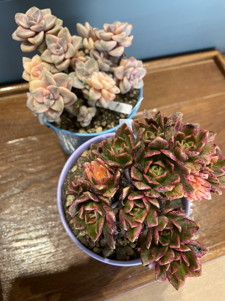 農園直売 多肉植物 寄せ植え グラプトべリア属 ティテュバンス錦(群 農園直売 多肉植物 寄せ植え グラプトべリア属 ティテュバンス錦(群