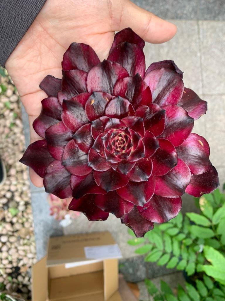 農園直売 多肉植物 寄せ植え アエオニウム属 美姫 特大 超美苗 抜き苗