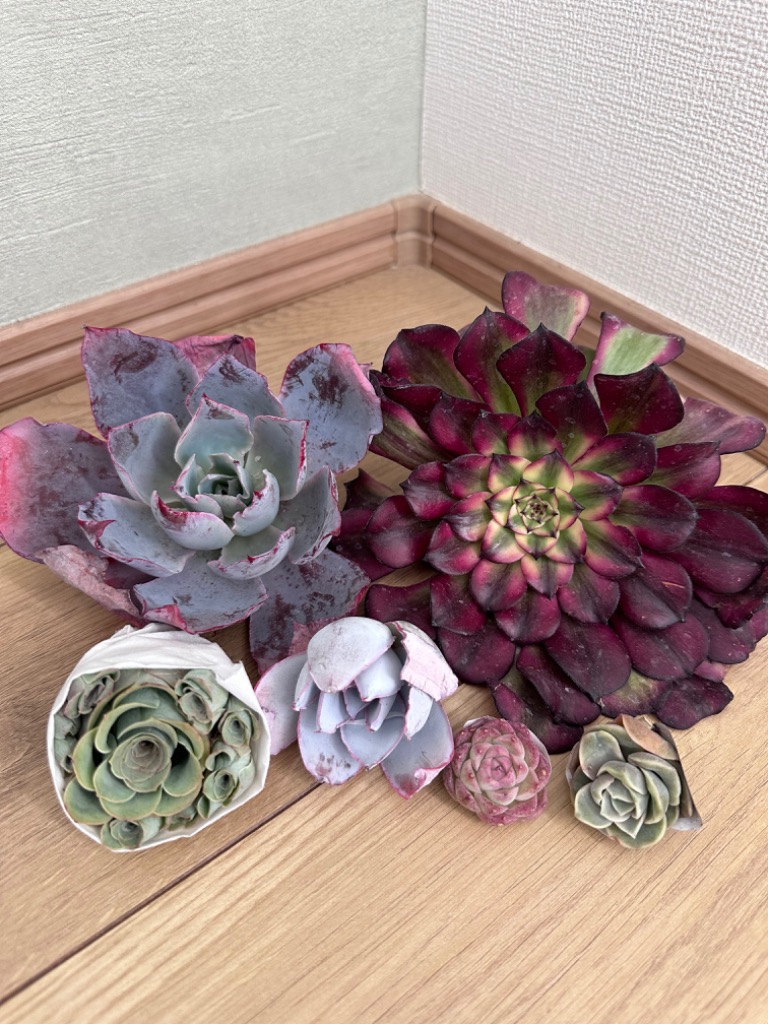 58#多肉植物アエオニウム錦❤️美姫❤️ 12大頭33cm拔き苗 58#多肉植物アエオニウム錦❤️美姫❤️ 12大頭33cm拔き苗 66#多肉植物