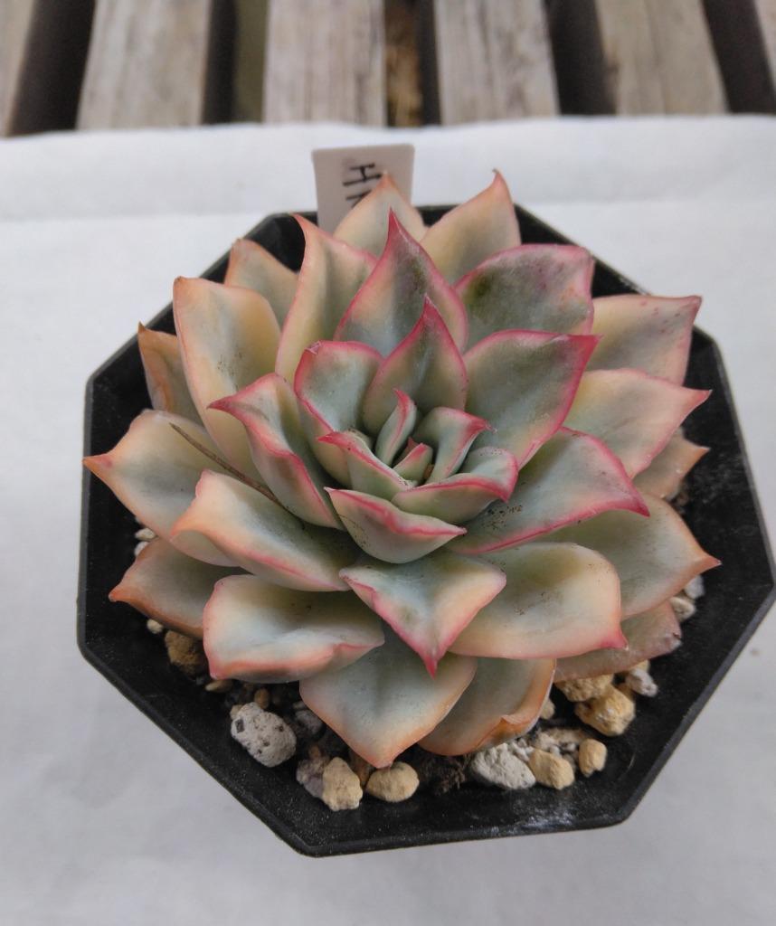 農園直売 多肉植物 寄せ植え エケベリア属 エスター錦 入手困難