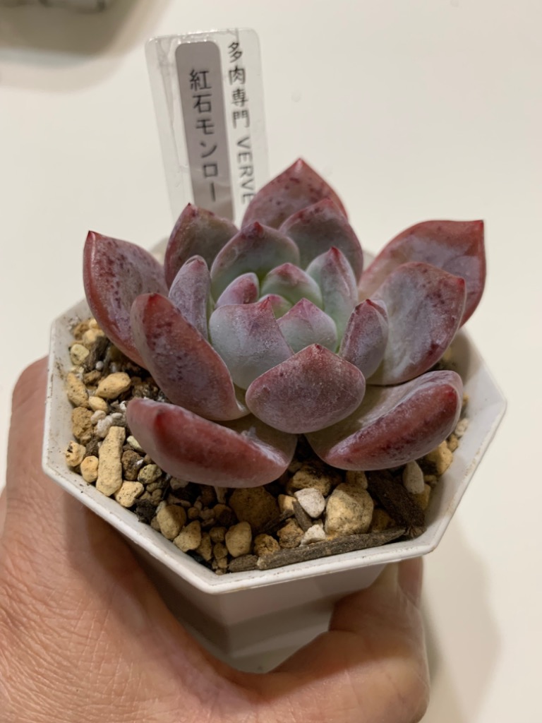 農園直売 多肉植物 寄せ植え エケベリア属 紅石モンロー(新品種 農園直売 多肉植物 寄せ植え エケベリア属 紅石モンロー(新品種