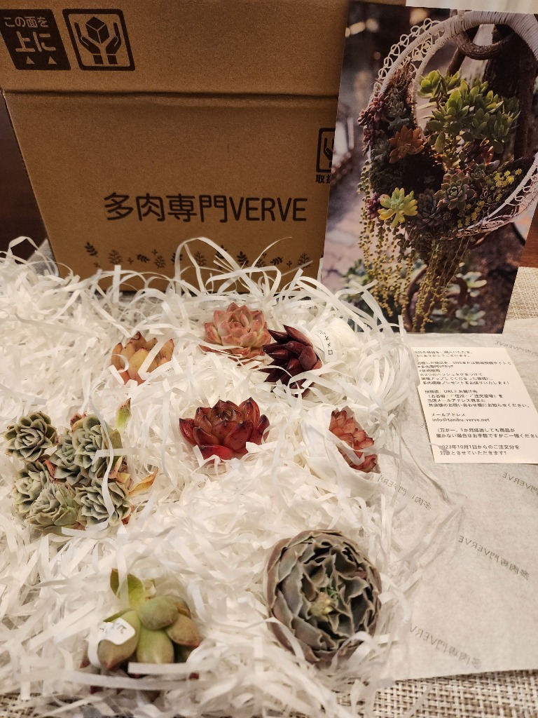 農園直売 多肉植物 寄せ植え エケベリア属 花桃（単） 観葉植物