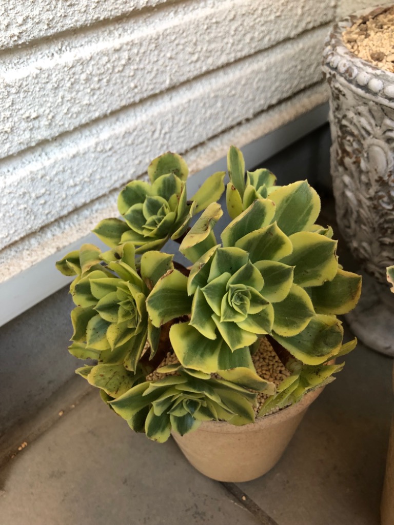 農園直売 多肉植物 寄せ植え アエオニウム属 青レモン（群