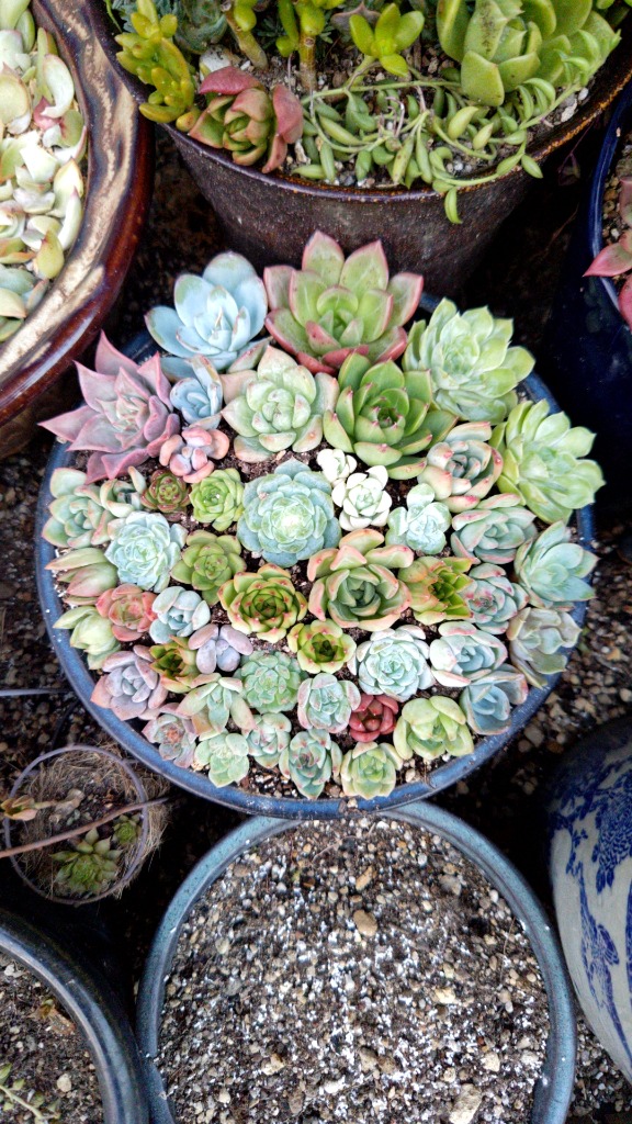 【多肉植物】Echeveria 35品種セット(被り無し)① 多肉植物】Echeveria 35品種セット(被り無し)① - メルカリ