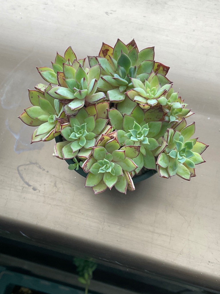 農園直売 多肉植物 寄せ植え エケベリア属 シンデレラ（群）抜き