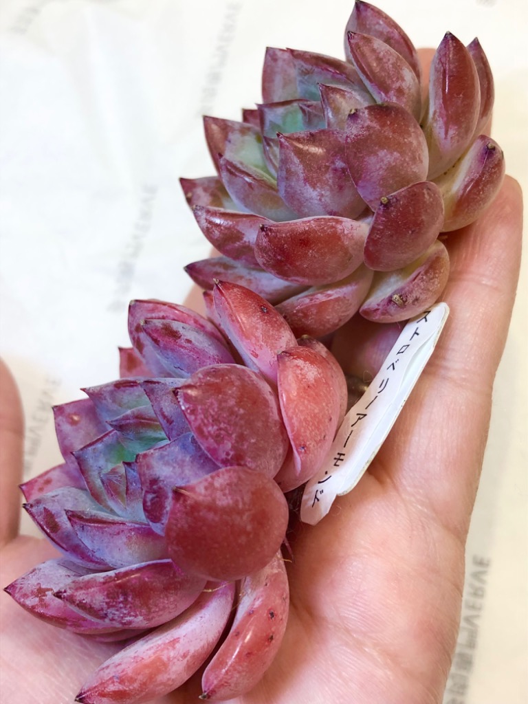 農園直売 多肉植物 寄せ植え エケベリア属 ストロベリーアーモンド（単