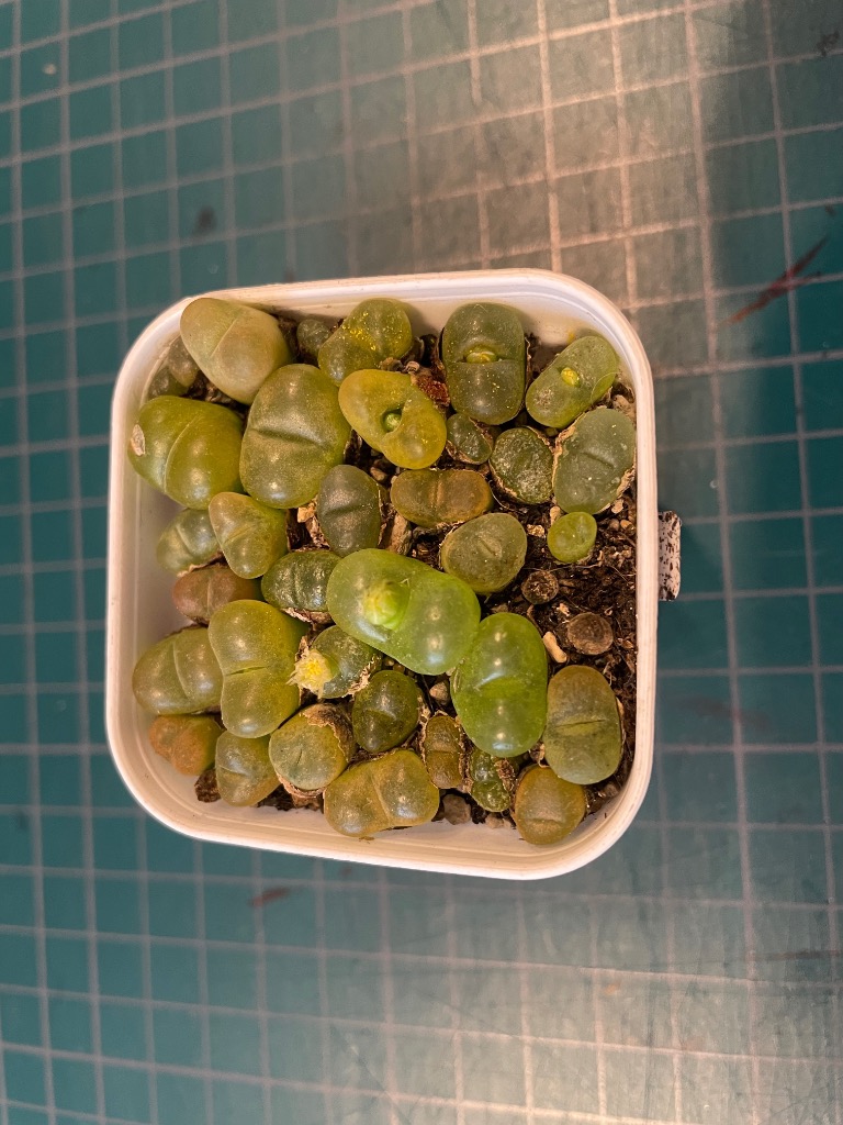コノフィツム マウガニー 蟠桃 紅宝石 多肉植物 - メルカリ