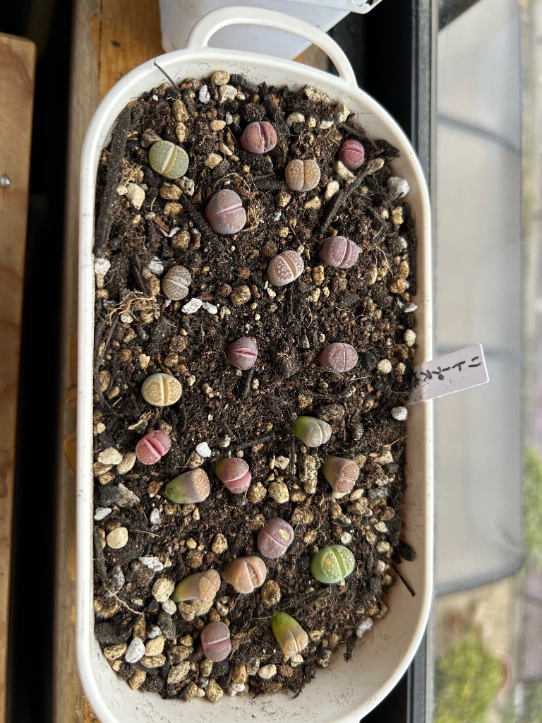 農園直売 多肉植物 コノフィツム属 リトープス（紫） 50-60頭セット 超