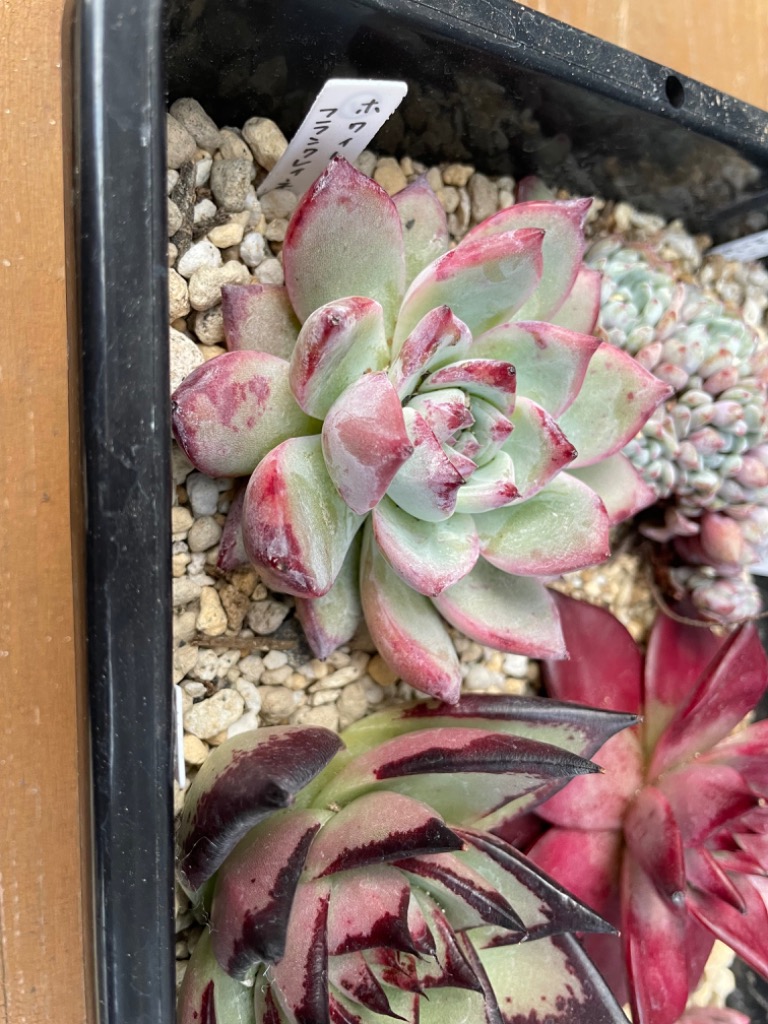 農園直売 多肉植物 寄せ植え エケベリア属 Echeveria ホワイトフランク