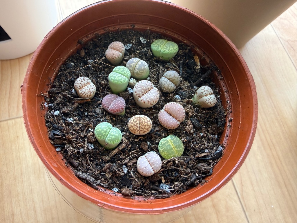 農園直売 多肉植物 寄せ植え コノフィツム リトープス（22-25頭セット