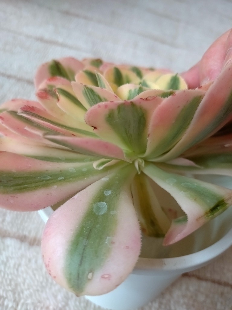 77#多肉植物❤️アエオニウム錦❤️ マイバッハ ❤️ 25大頭25cm钵土付き出荷 77#多肉植物❤️アエオニウム錦❤️ マイバッハ ❤️ 25大頭25cm