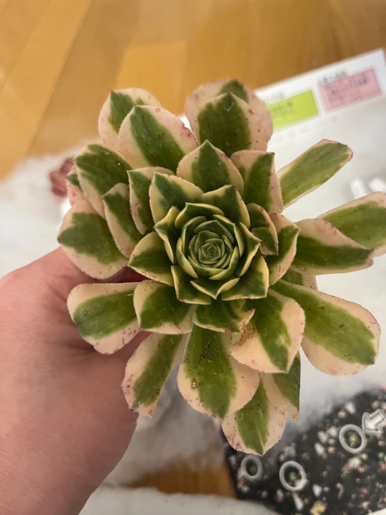 農園直売 多肉植物 アエオニウム属 マイバッハ錦（単） 観葉植物