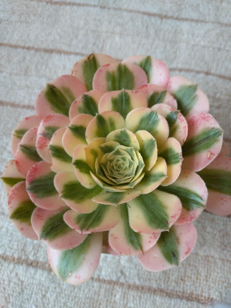 77#多肉植物❤️アエオニウム錦❤️ マイバッハ ❤️ 25大頭25cm钵土付き出荷 77#多肉植物❤️アエオニウム錦❤️ マイバッハ ❤️ 25大頭25cm