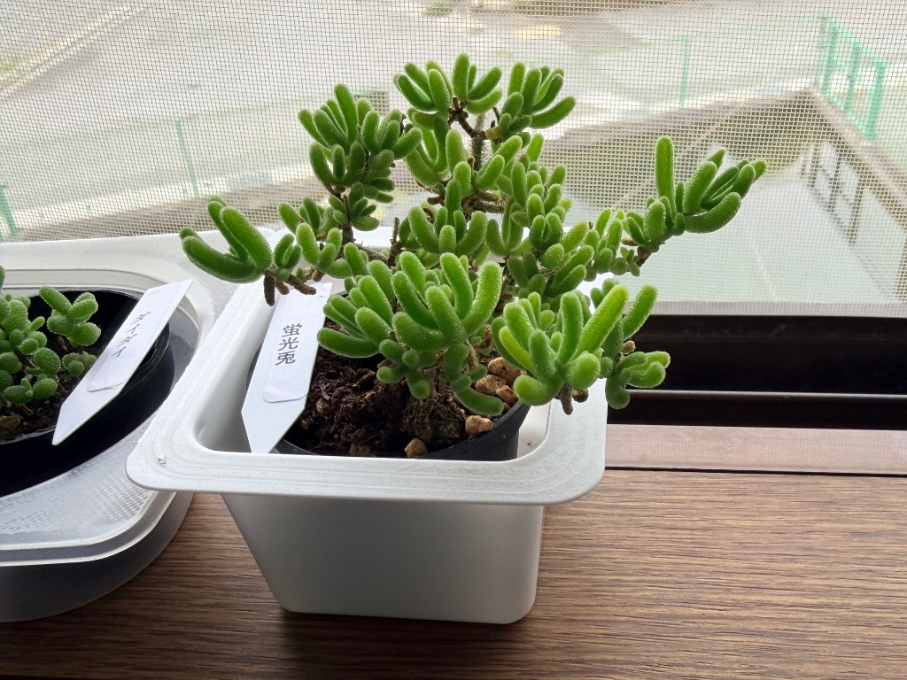 ペトロレアムクォーツ(特大)5個セットy-1/蛍光水晶 農園直売 多肉植物 寄せ植え ドロサンテマム 蛍光兎（群）観葉植物