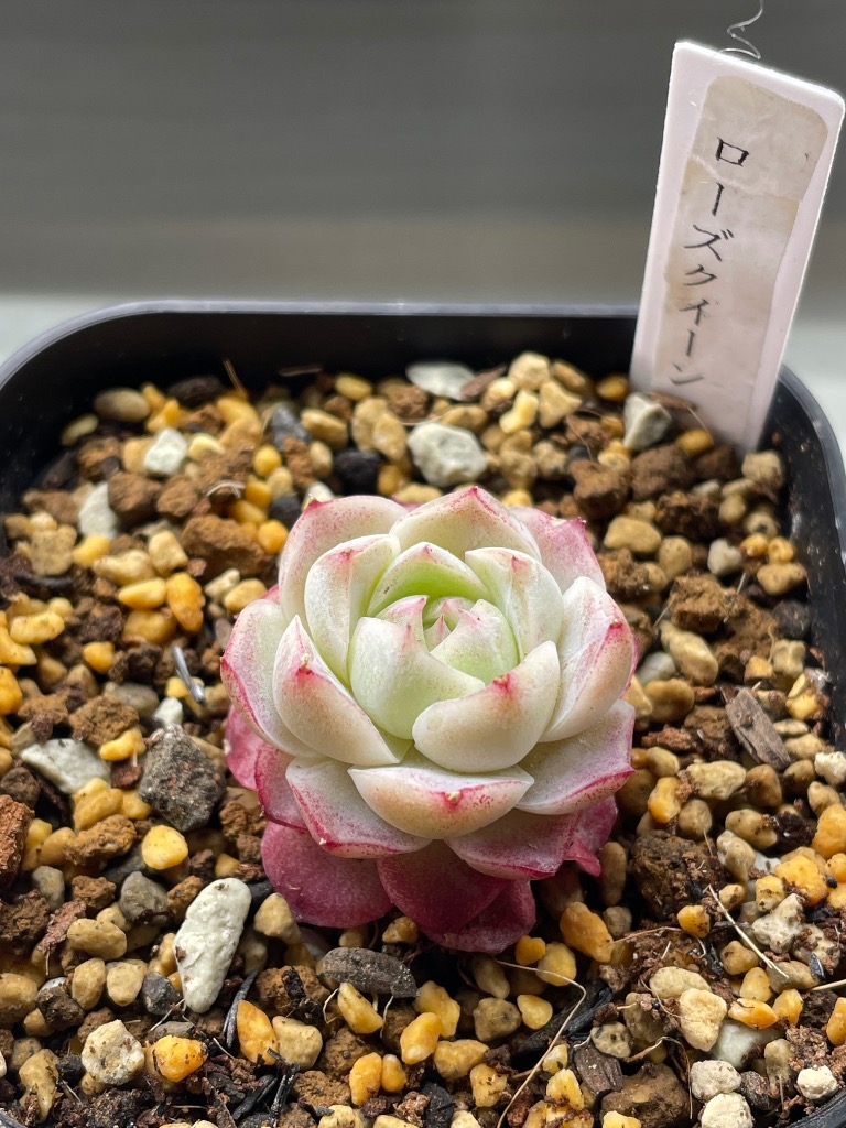 多肉バイキング】農園直売 寄せ植え エケベリア属 ローズクイーン（単