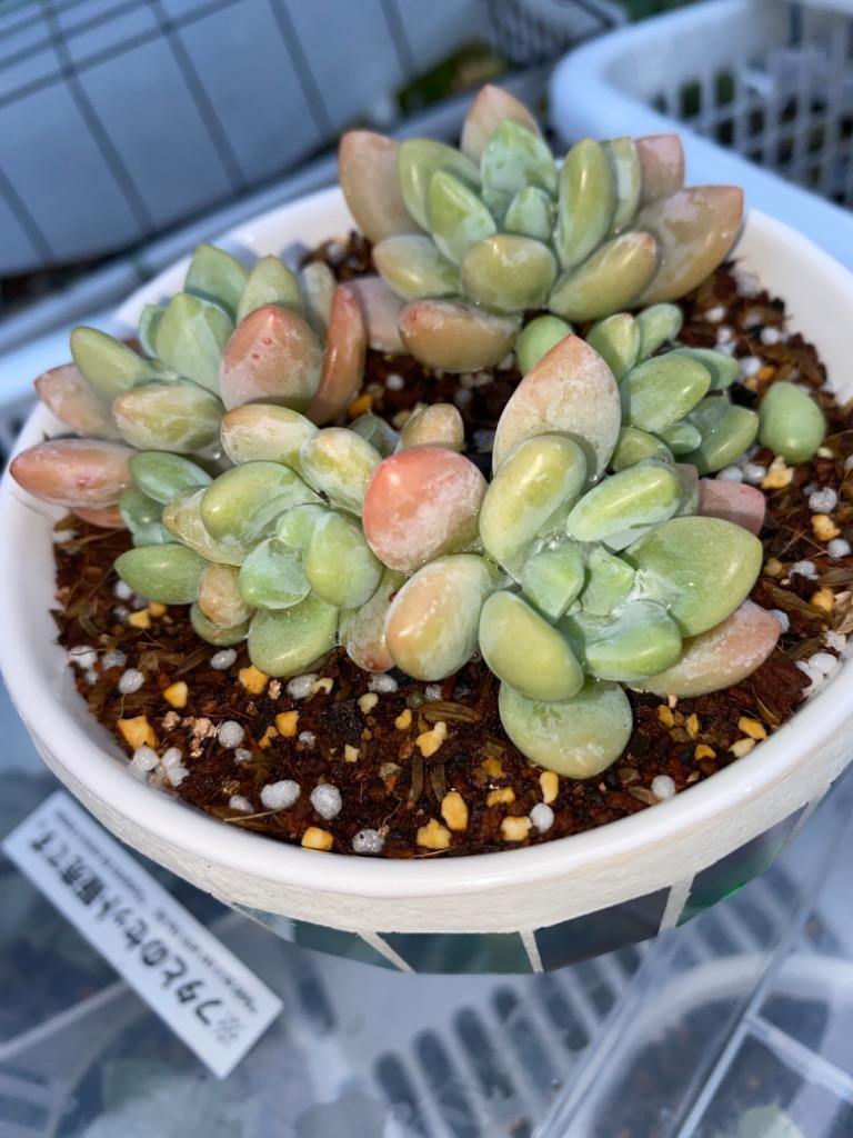 農園直売 多肉植物 寄せ植え 洛神（2頭）観葉植物 インテリア 多肉専門